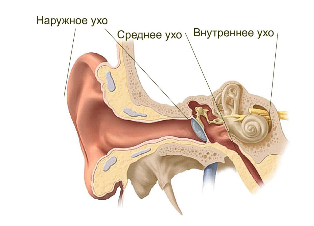 строение уха.jpg