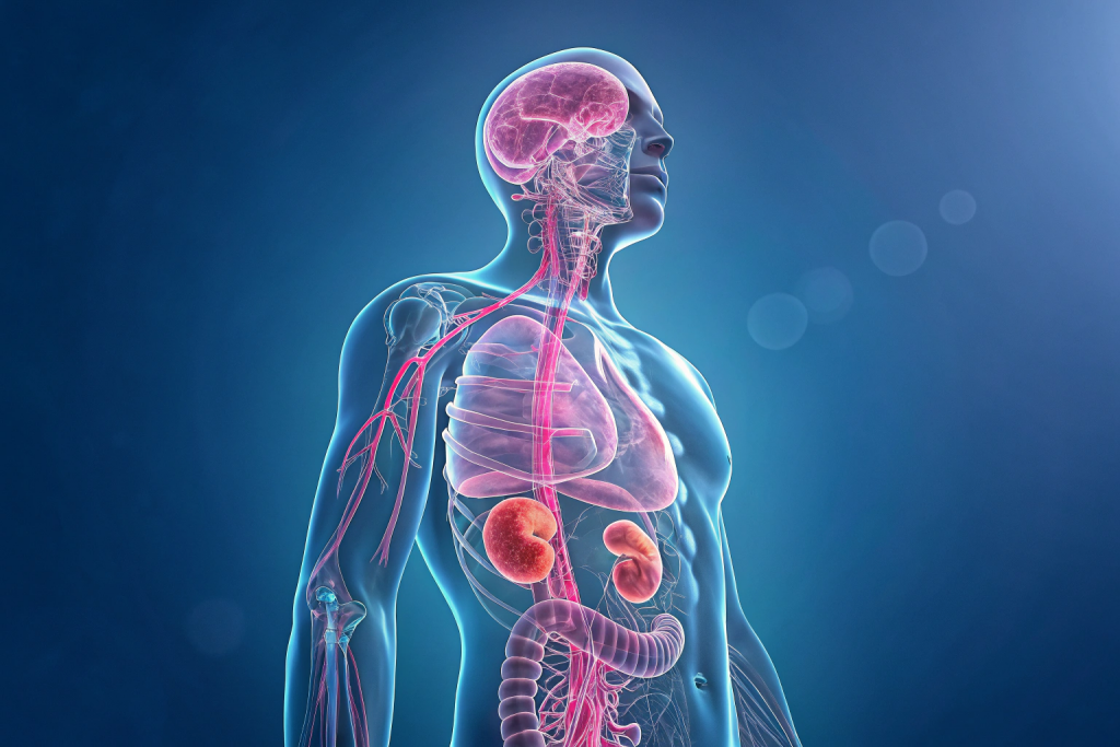 human-anatomical-model-of-the-kidneys--ureters--an.png